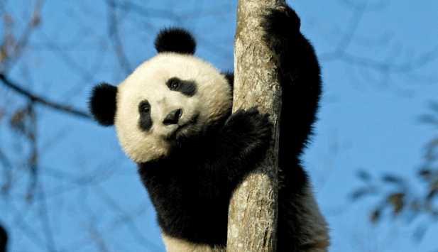 The Importance of Environmental Conservation