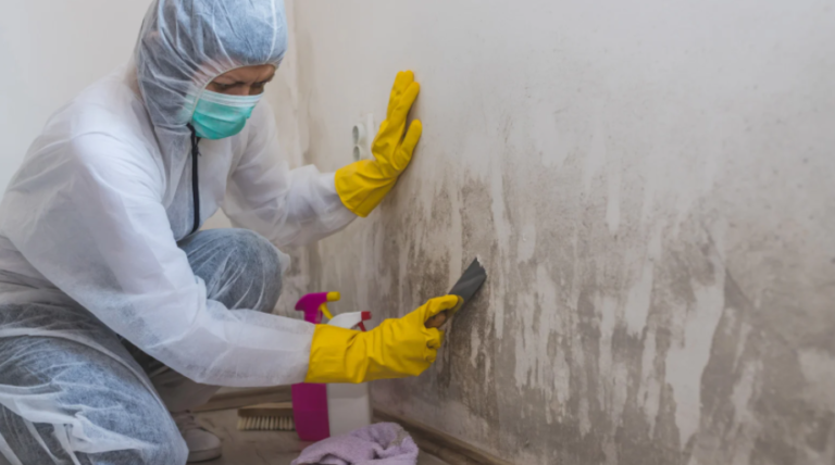 Why Mold Removal is Essential for a Healthy Environment