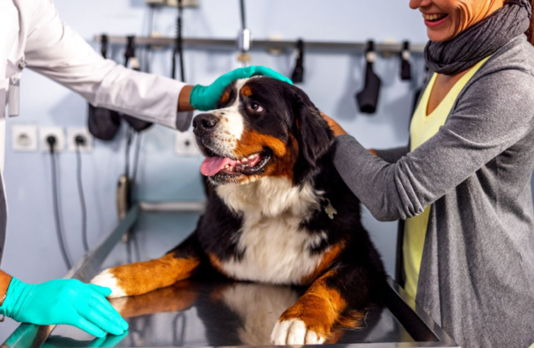 Treating Canine Pancreatitis: Injectable Solutions and Recovery Management